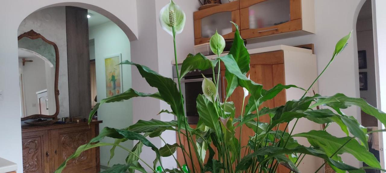 Apartment Oaza Kotor Ngoại thất bức ảnh